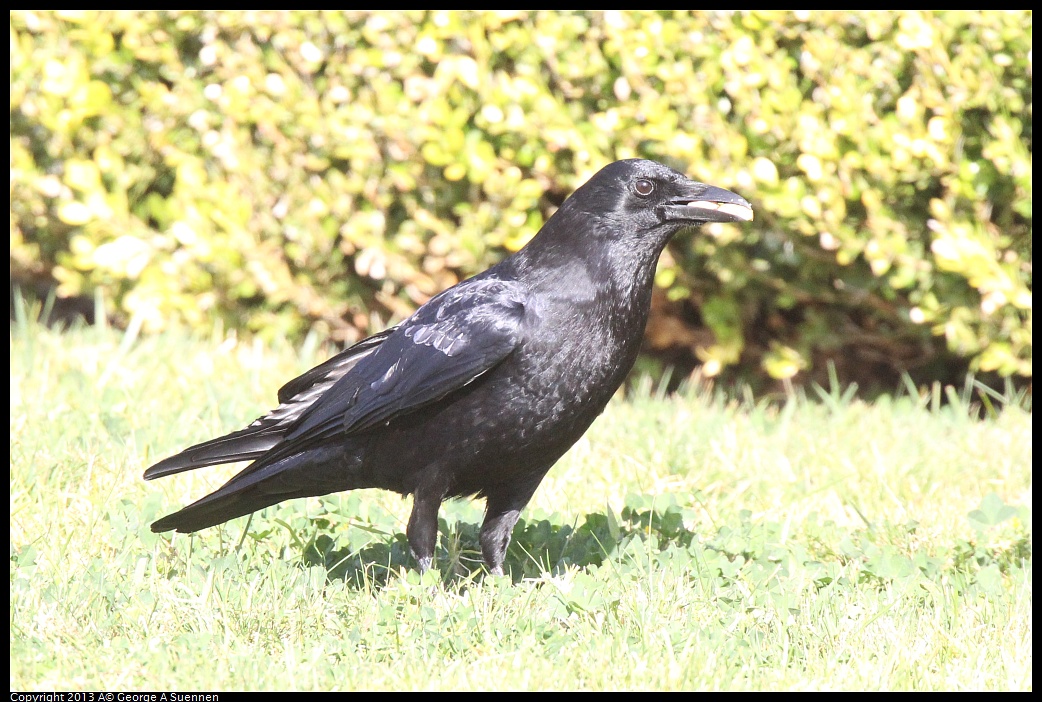 0217-101002-01.jpg - American Crow