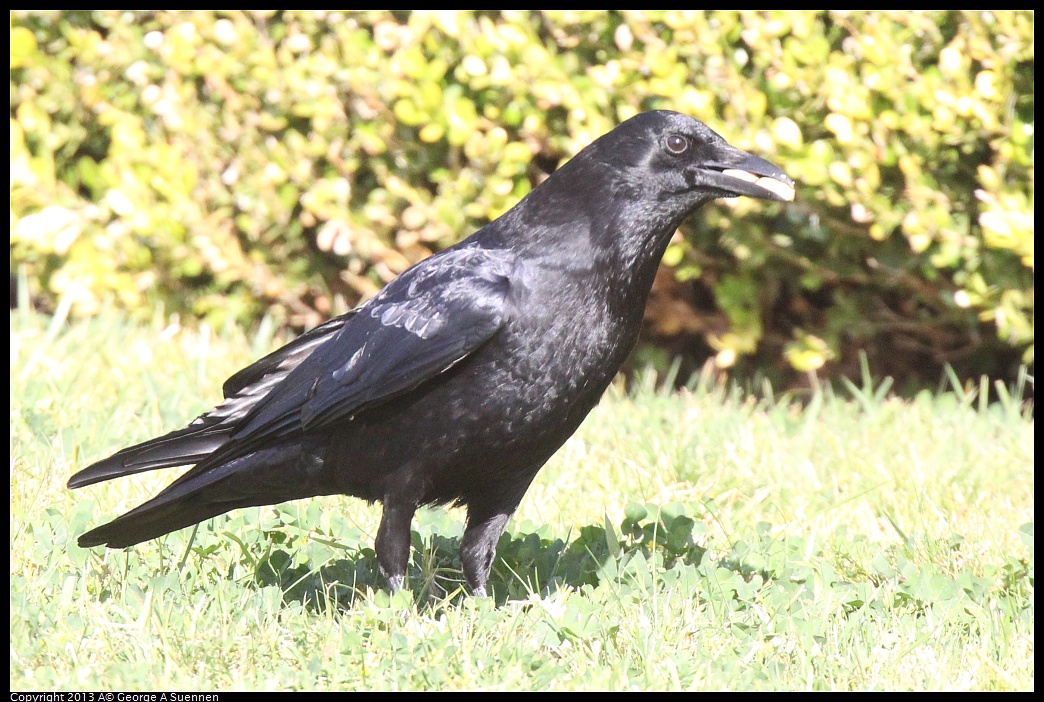 0217-101003-01.jpg - American Crow