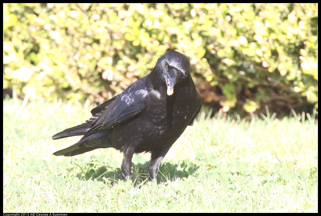 0217-101006-02.jpg - American Crow