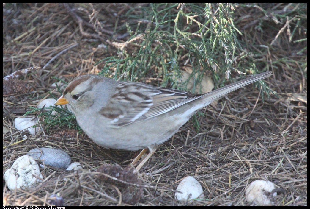 0217-101125-02.jpg - White-crowned Sparrow