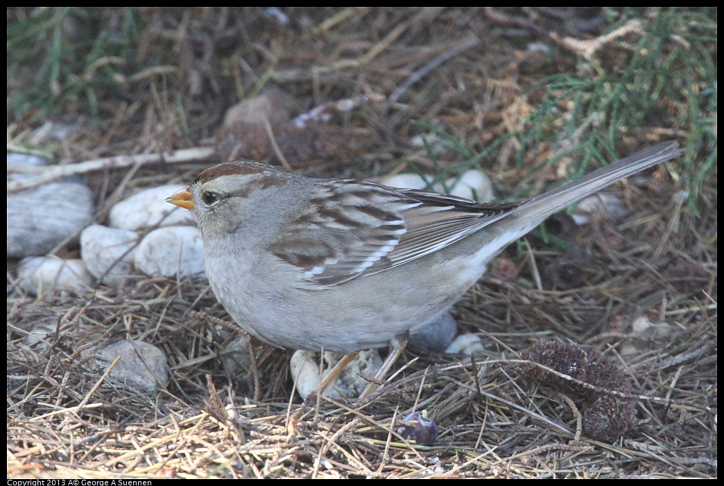 0217-101126-02.jpg - White-crowned Sparrow
