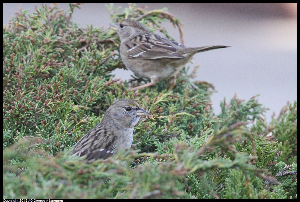 0217-101138-02.jpg - Golden-crowned Sparrow