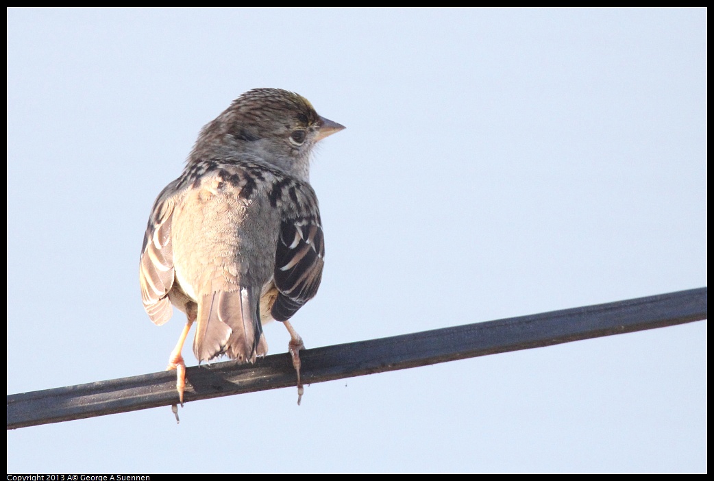 0217-101219-02.jpg - Golden-crowned Sparrow