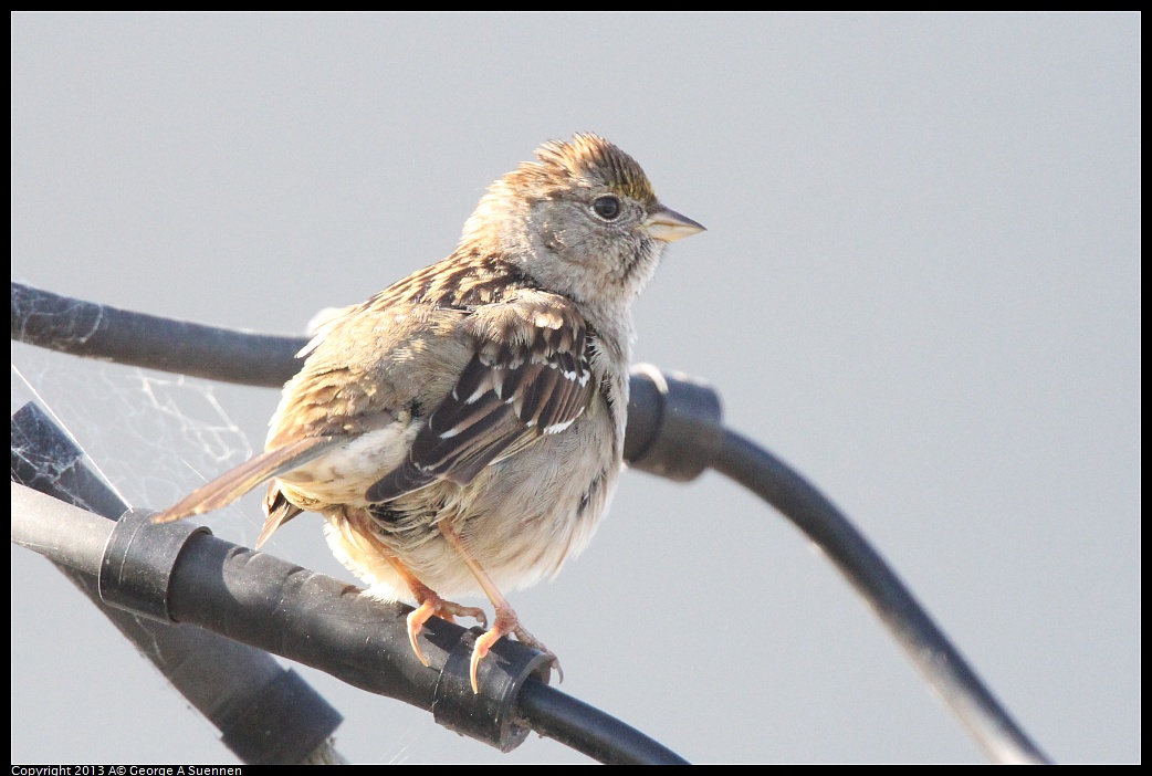 0217-101224-01.jpg - Golden-crowned Sparrow
