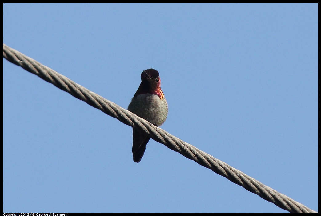 0217-101504-01.jpg - Anna's Hummingbird