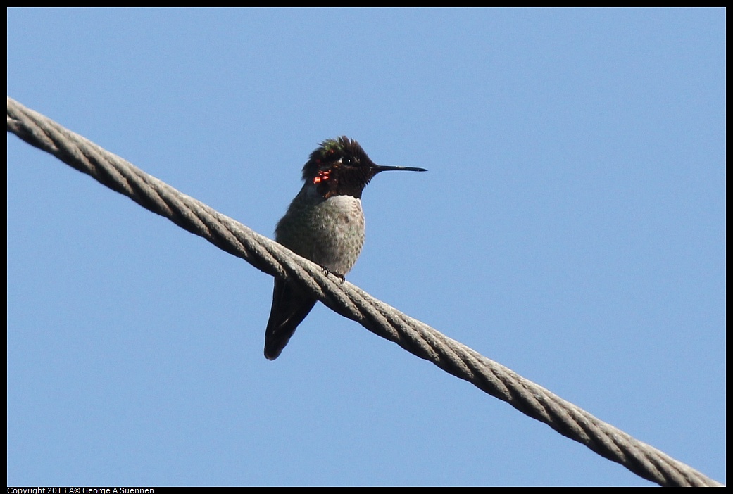 0217-101507-03.jpg - Anna's Hummingbird