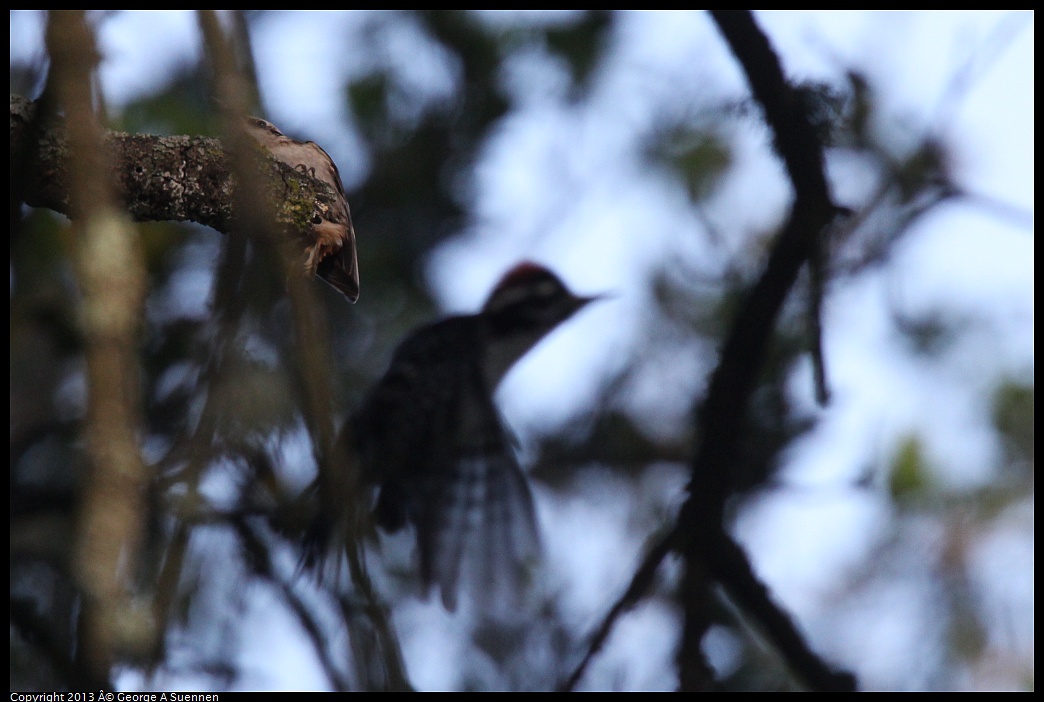 0217-103818-03.jpg - Nuttall's Woodpecker and Brown Creeper