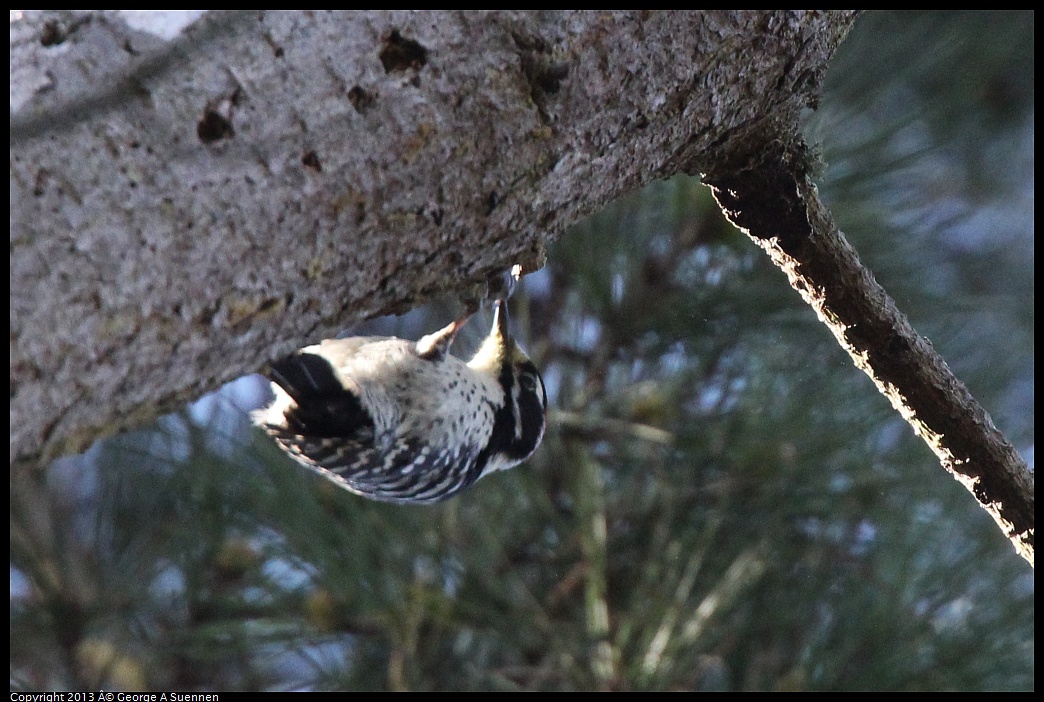 0217-110433-02.jpg - Nuttall's Woodpecker