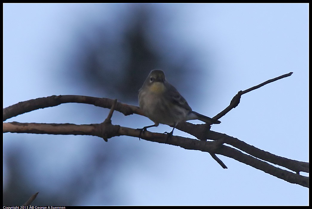0217-114738-06.jpg - Yellow-rumped Warbler