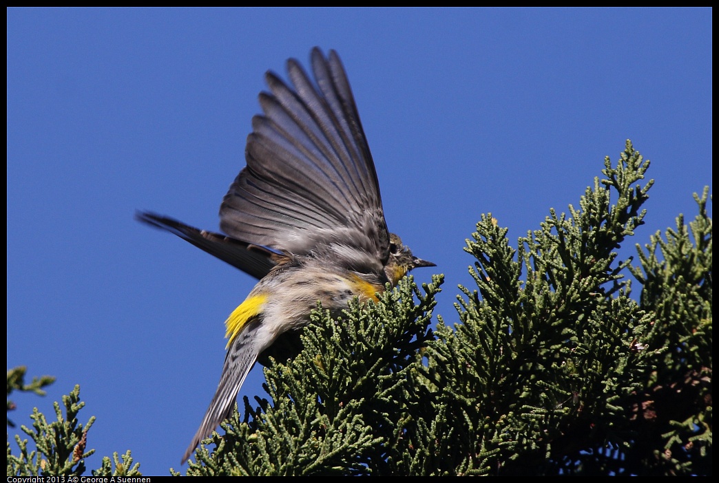 0220-094219-01.jpg - Yellow-rumped Warbler