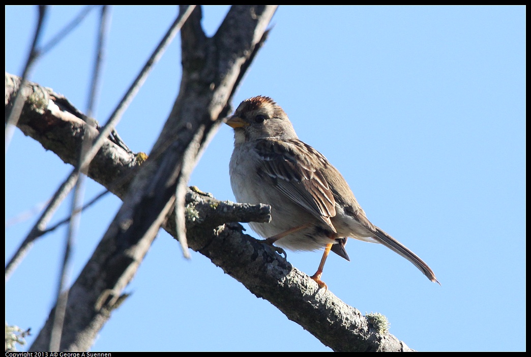 0220-094652-04.jpg - White-crowned Sparrow