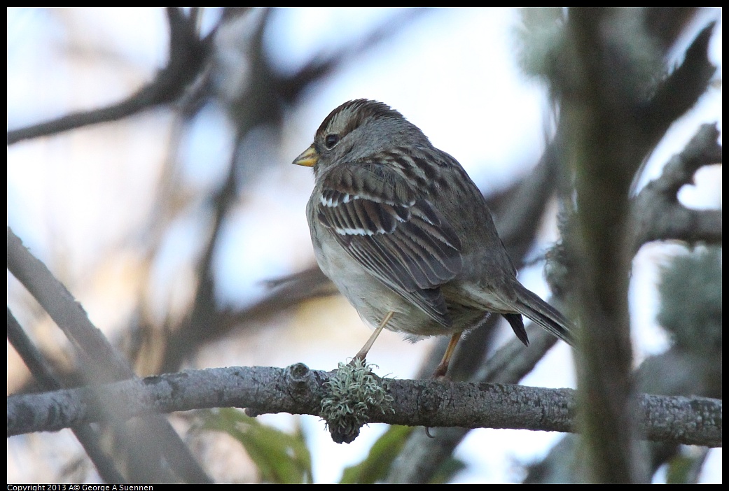 0220-094823-01.jpg - White-crowned Sparrow