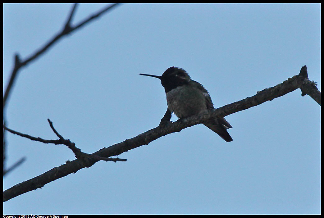 0220-100213-01.jpg - Anna's Hummingbird