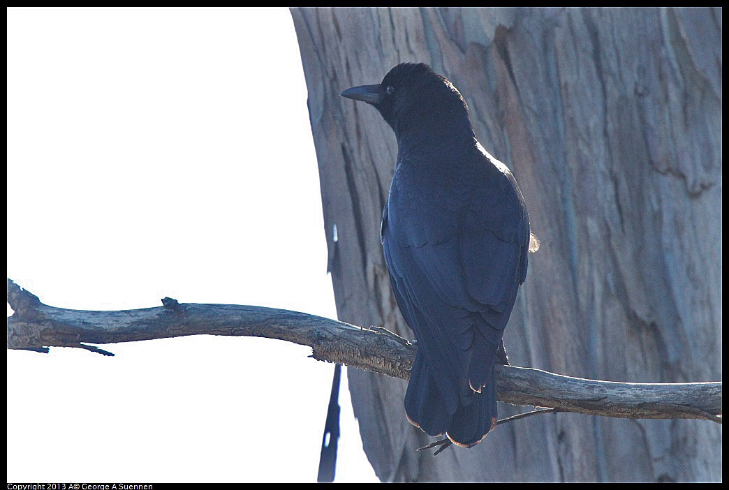 0220-100241-01.jpg - American Crow