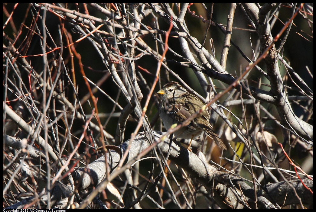 0220-100316-02.jpg - White-crowned Sparrow