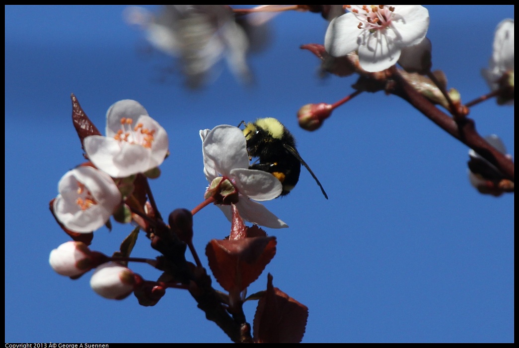 0220-100930-03.jpg - Bumblebee on Flower
