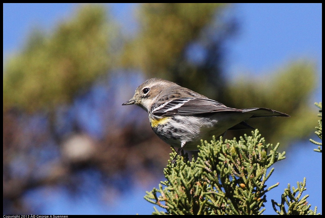 0220-101105-03.jpg - Yellow-rumped Warbler