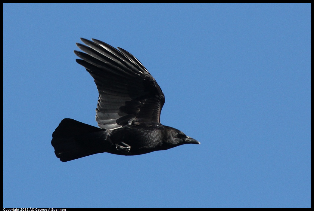 0220-101216-01.jpg - American Crow