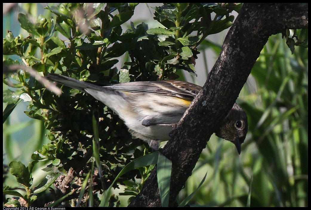 0222-092959-01.jpg - Yellow-rumped Warbler