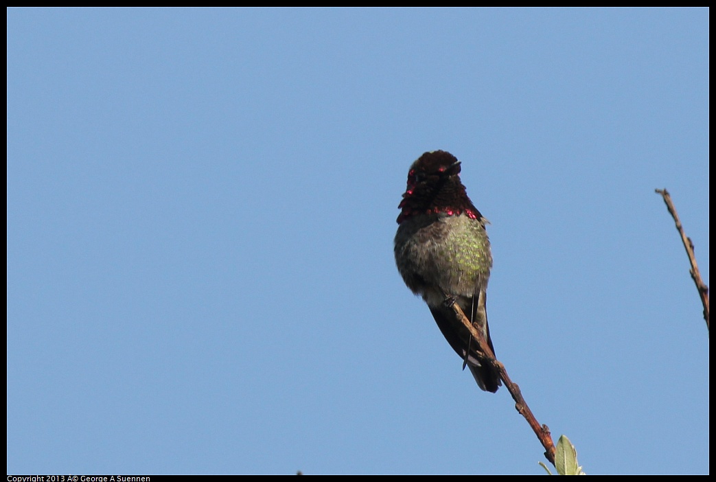 0222-093437-02.jpg - Anna's Hummingbird