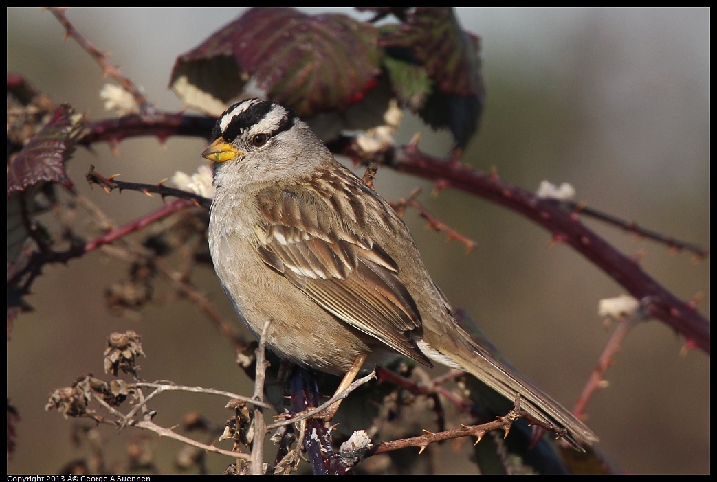 0222-093819-01.jpg - White-crowned Sparrow