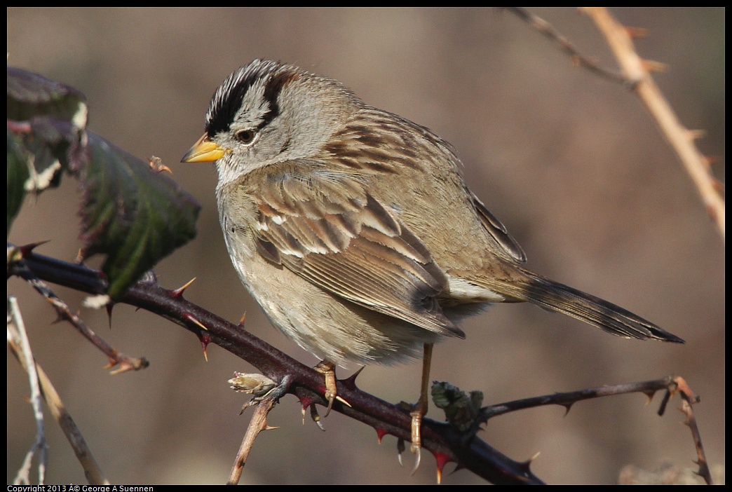 0222-093838-03.jpg - White-crowned Sparrow