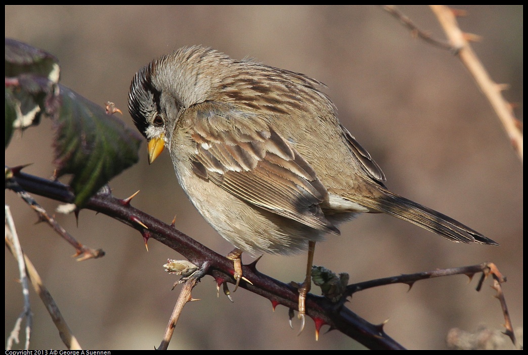 0222-093839-01.jpg - White-crowned Sparrow