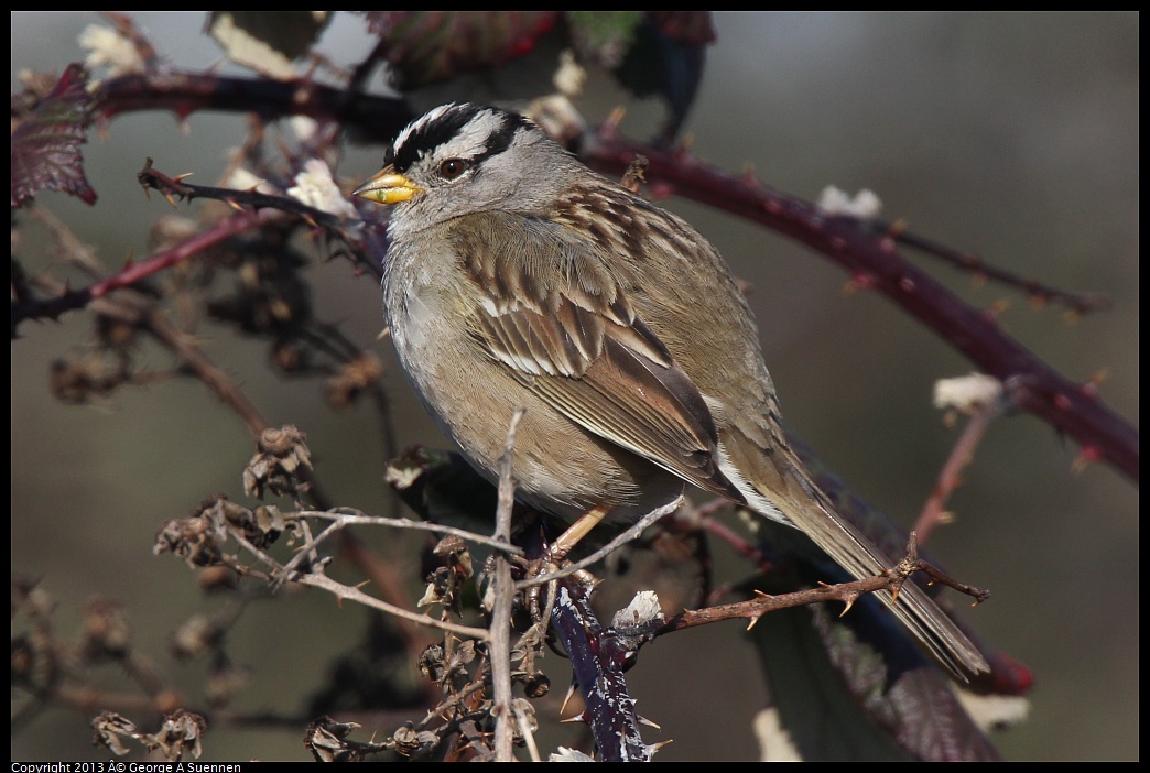0222-093857-01.jpg - White-crowned Sparrow