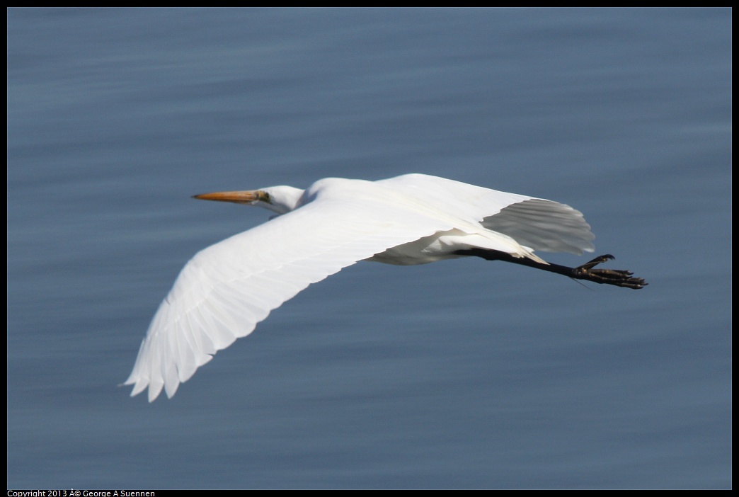 0222-100218-04.jpg - Great Egret
