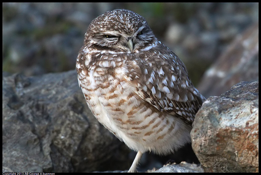 0223-174458-02.jpg - Burrowing Owl