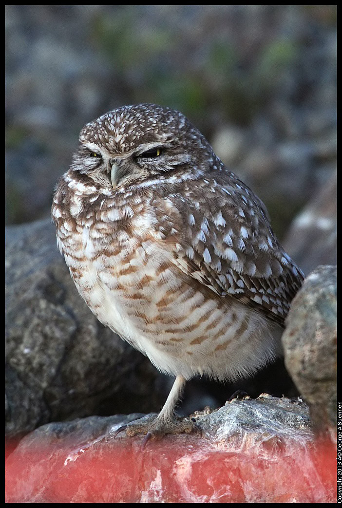 0223-174512-02.jpg - Burrowing Owl