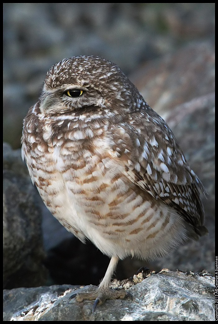 0223-174523-01.jpg - Burrowing Owl