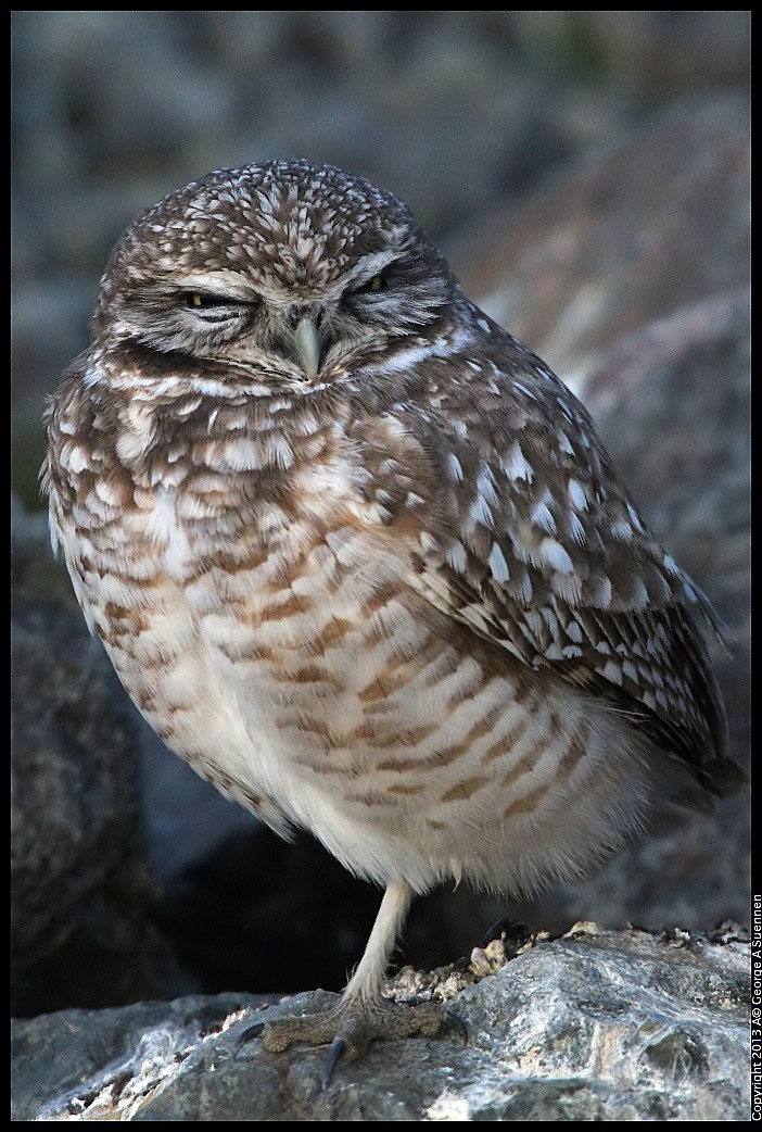 0223-174556-06.jpg - Burrowing Owl
