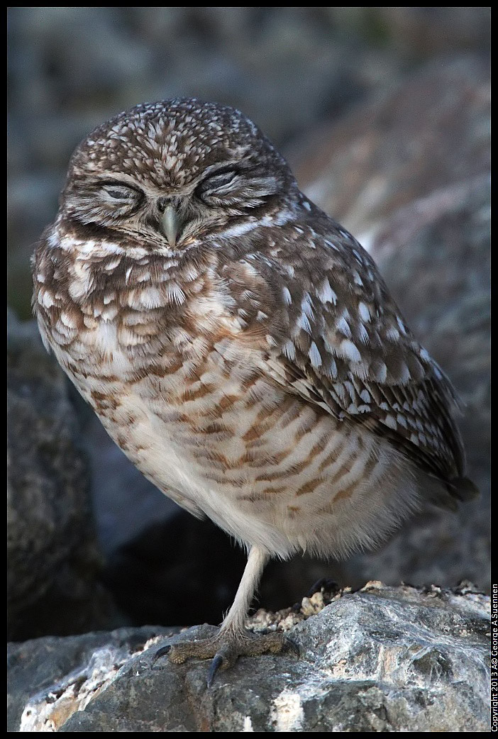 0223-174609-01.jpg - Burrowing Owl
