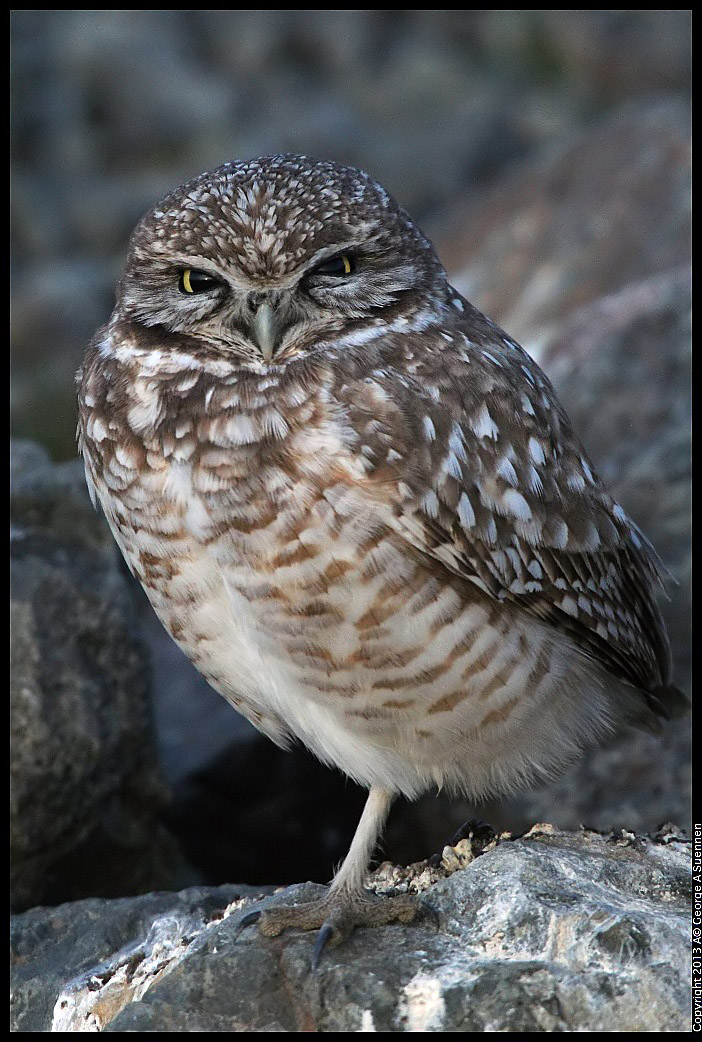 0223-174613-02.jpg - Burrowing Owl