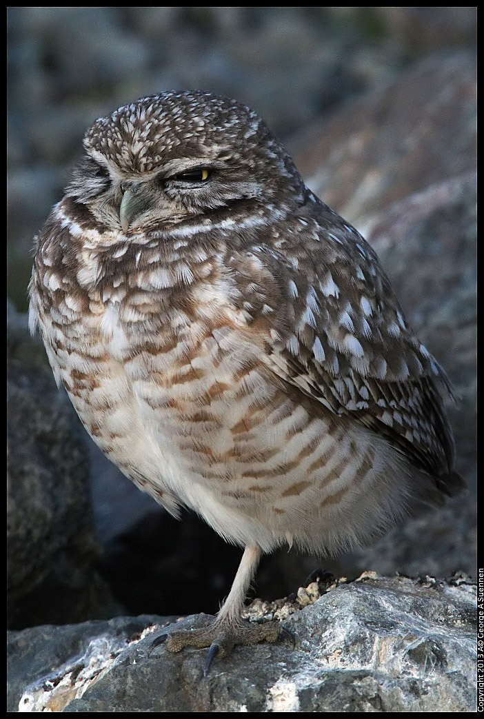 0223-174627-01.jpg - Burrowing Owl