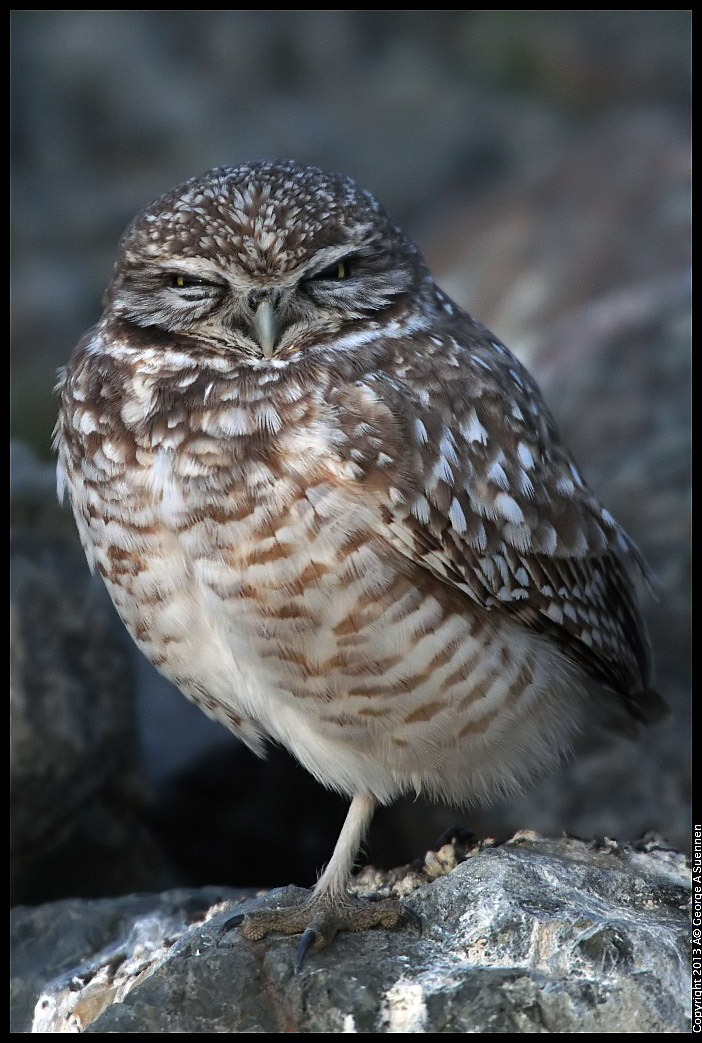 0223-174645-05.jpg - Burrowing Owl