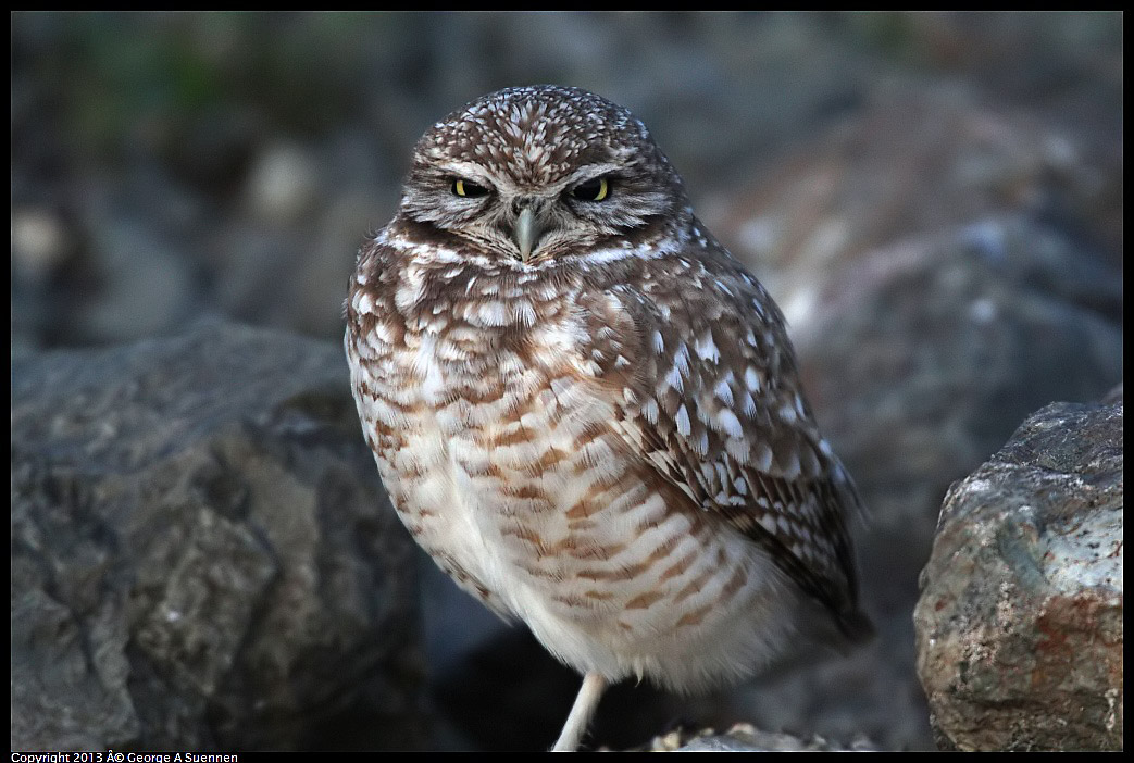 0223-174839-01.jpg - Burrowing Owl