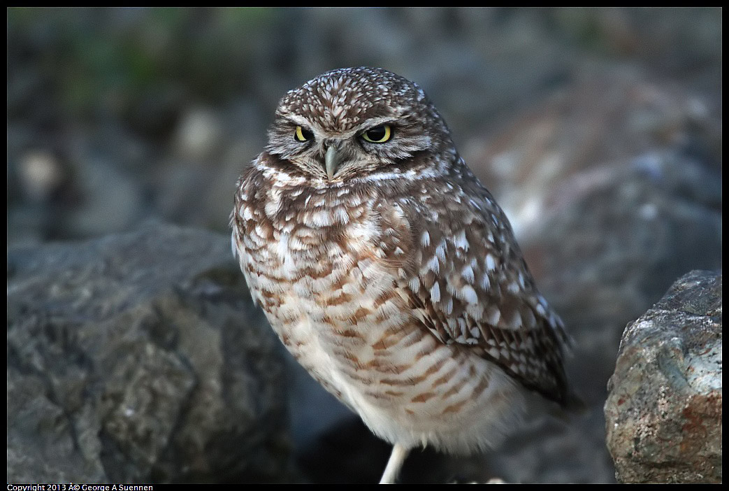 0223-174848-01.jpg - Burrowing Owl
