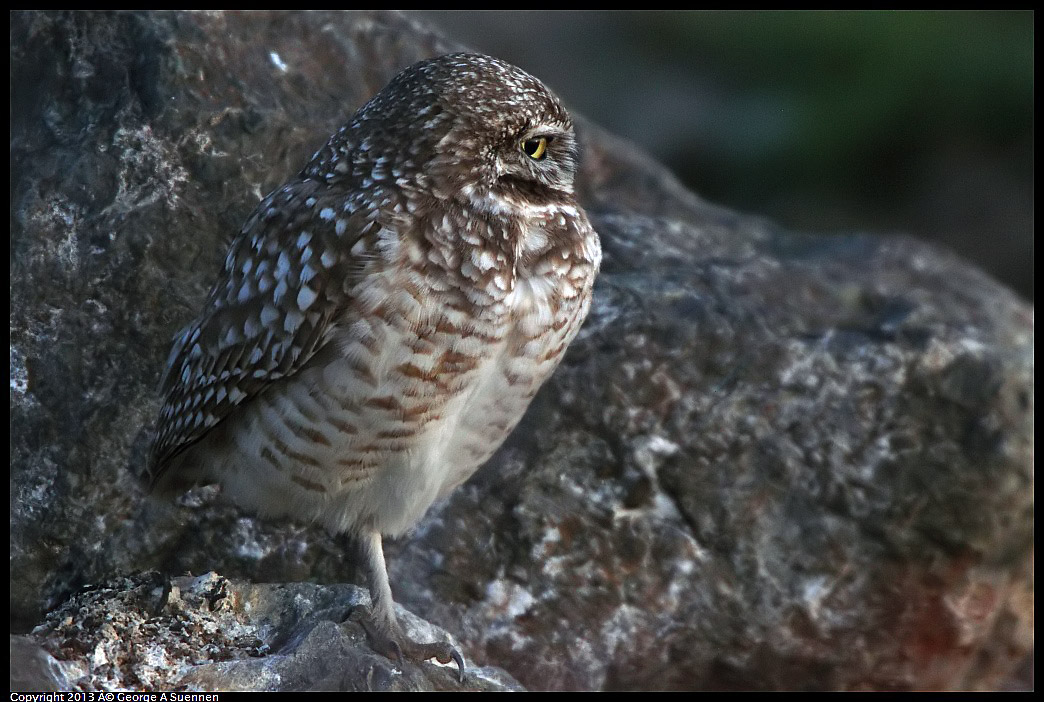 0223-175036-01.jpg - Burrowing Owl