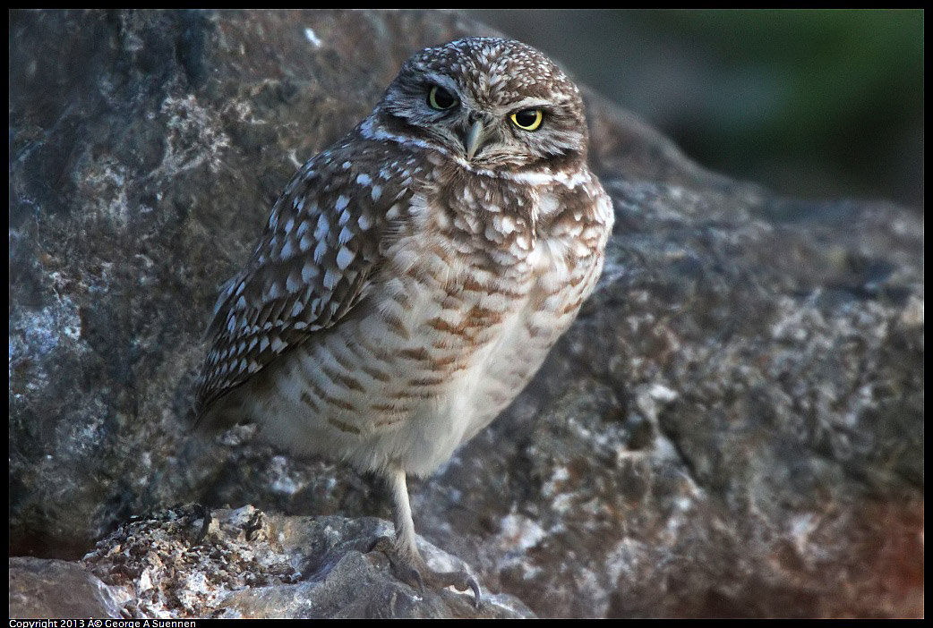 0223-175037-02.jpg - Burrowing Owl