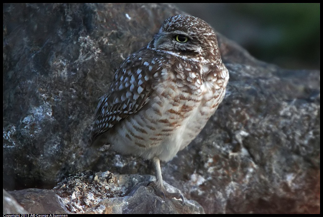 0223-175040-01.jpg - Burrowing Owl