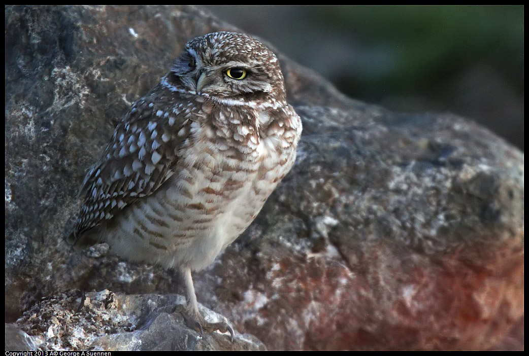 0223-175058-03.jpg - Burrowing Owl