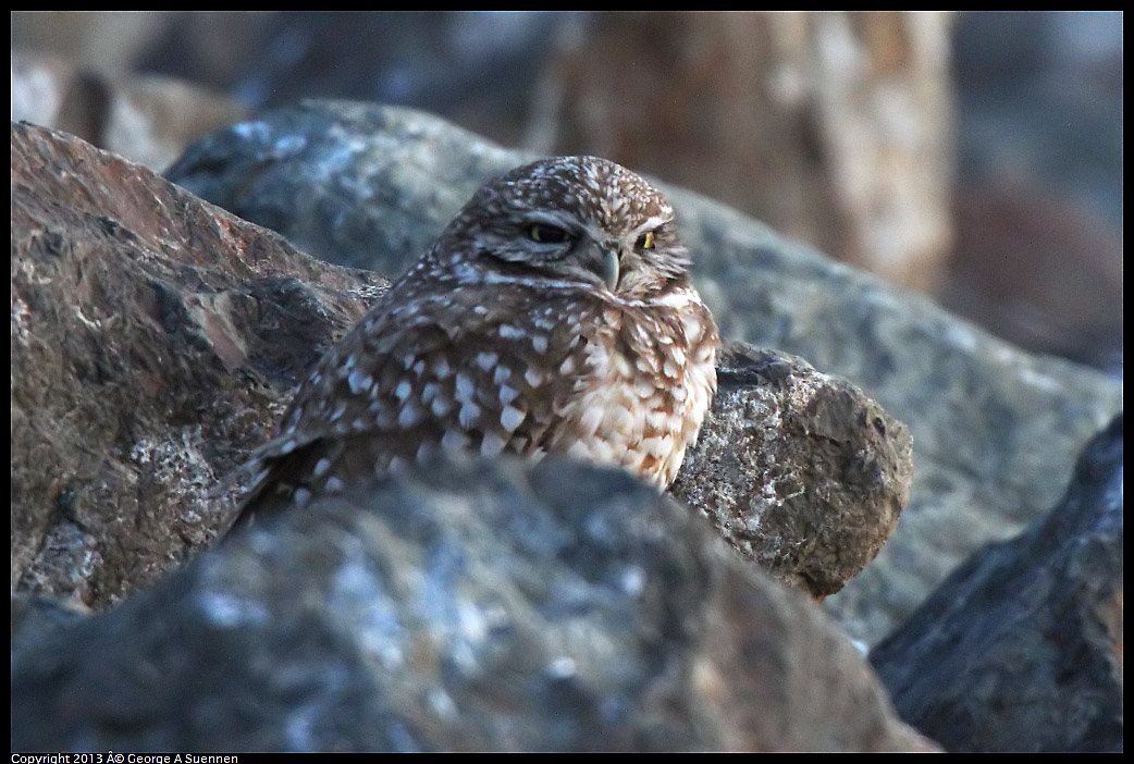 0223-175252-05.jpg - Burrowing Owl