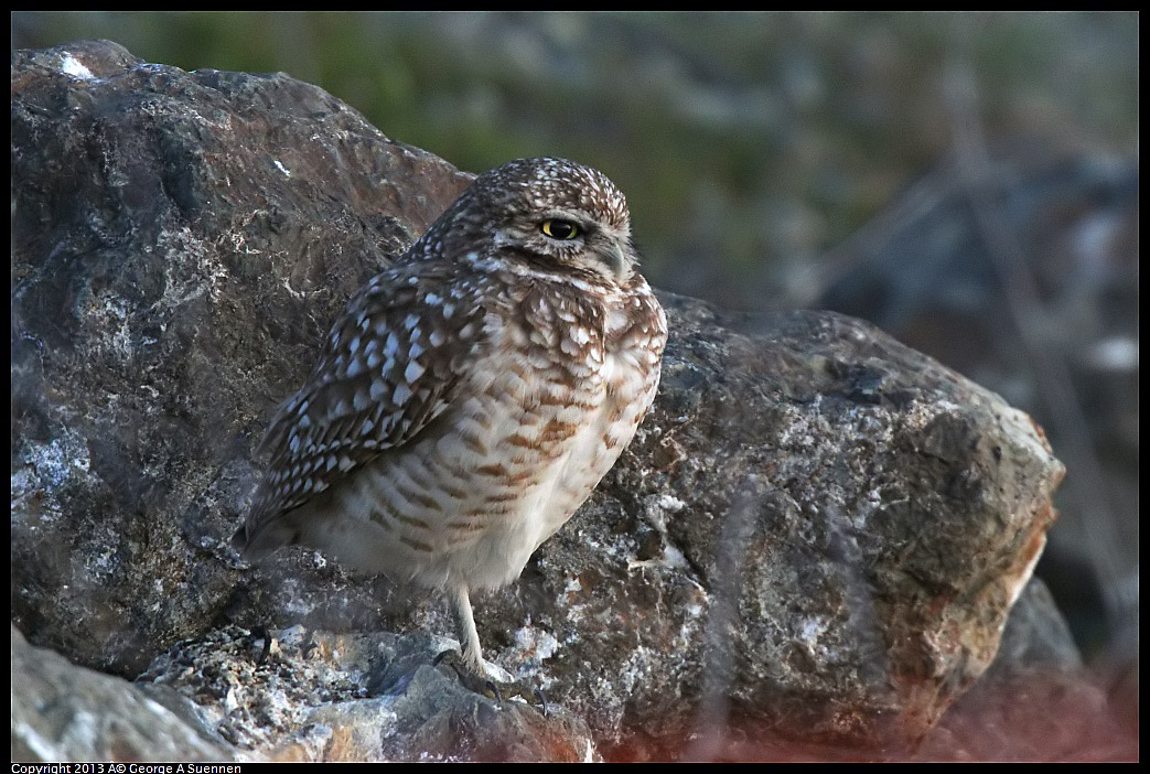 0223-175314-02.jpg - Burrowing Owl