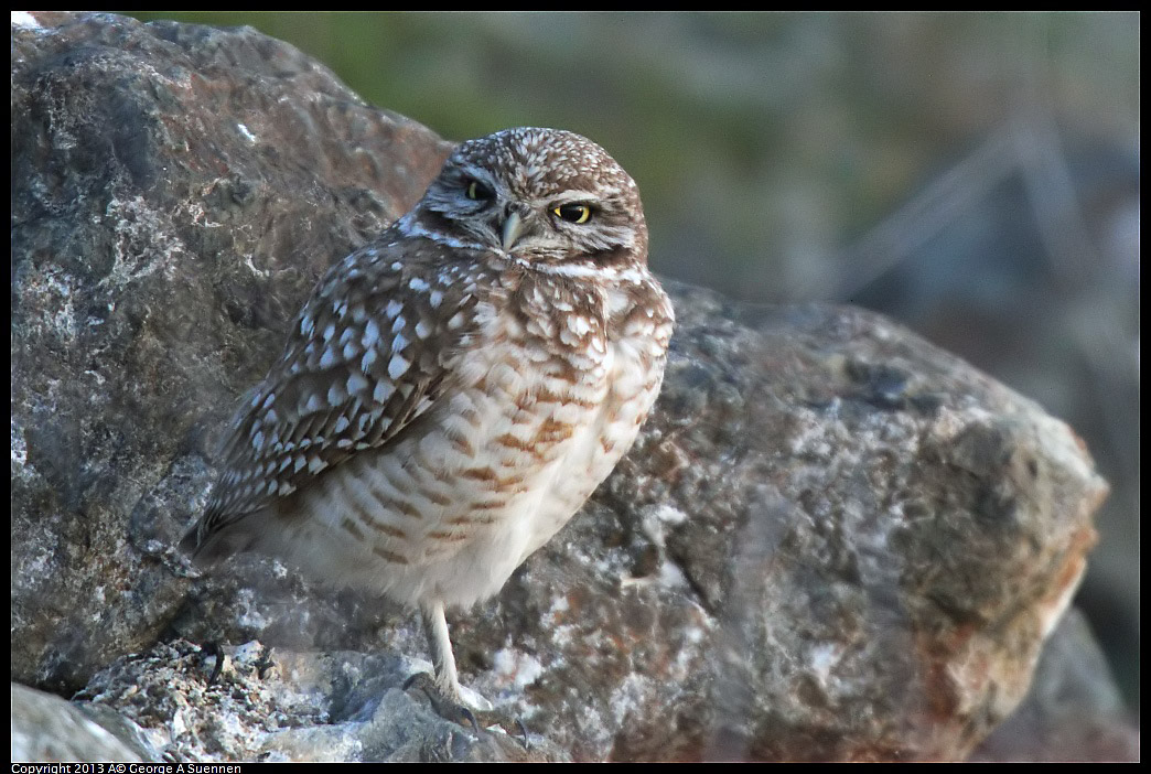 0223-175319-03.jpg - Burrowing Owl