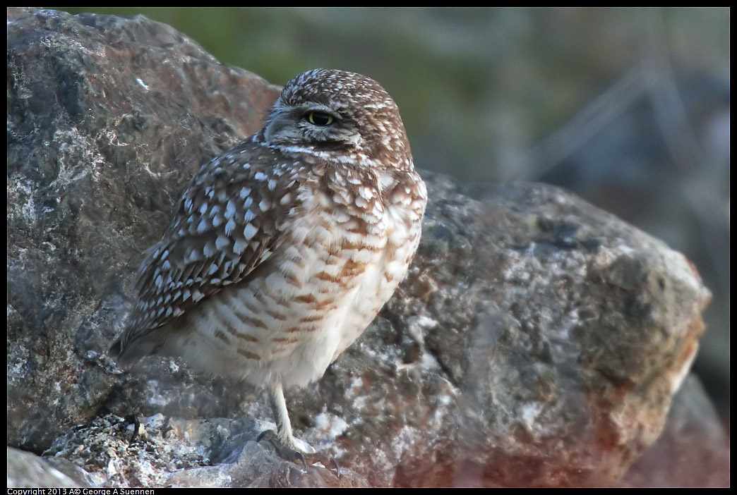 0223-175336-03.jpg - Burrowing Owl