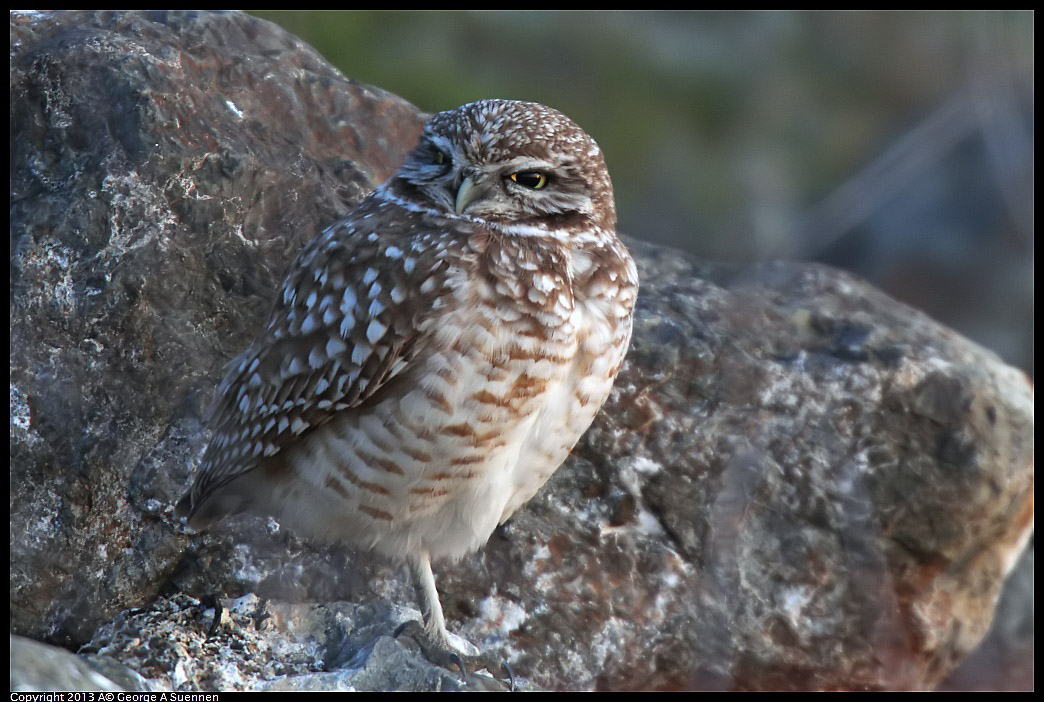 0223-175404-01.jpg - Burrowing Owl