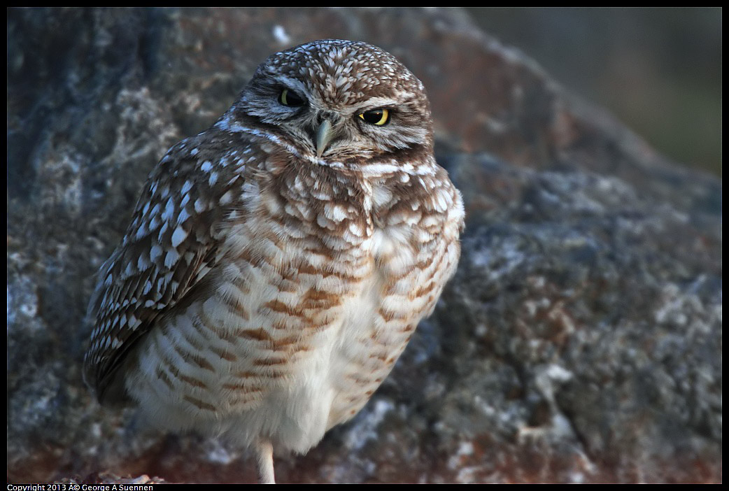 0223-175434-04.jpg - Burrowing Owl