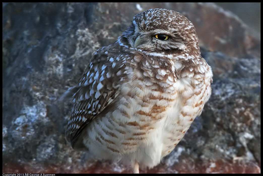 0223-175441-01.jpg - Burrowing Owl